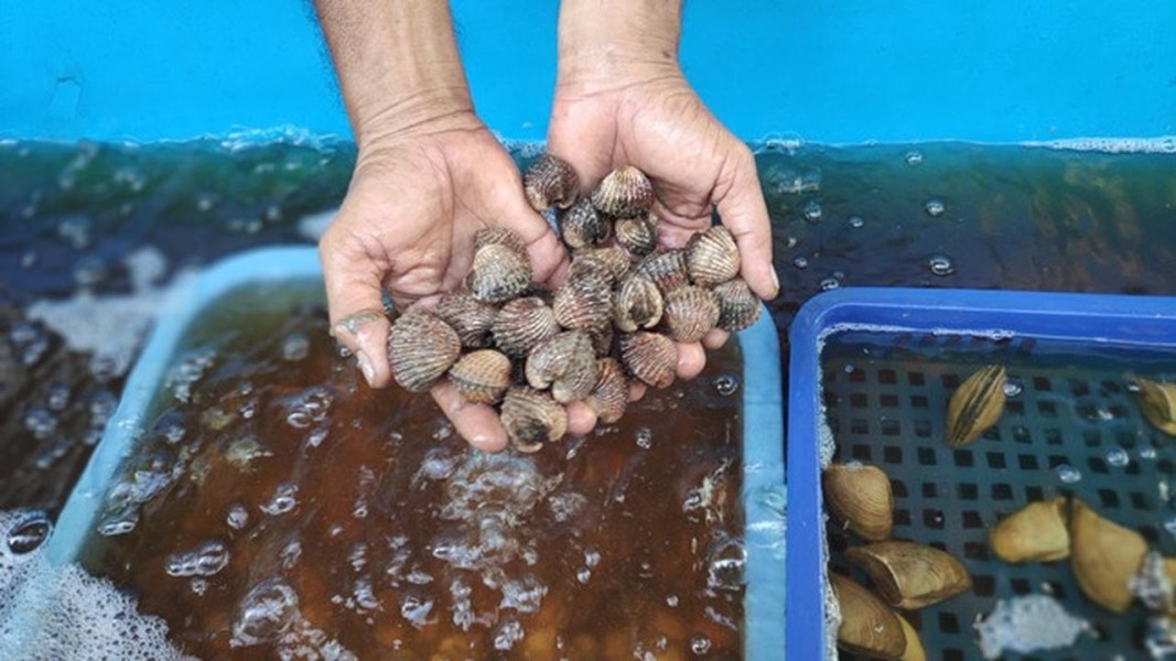 Tahapan Karantina Sultra Pastikan Komoditas Perikanan Aman untuk Ekspor