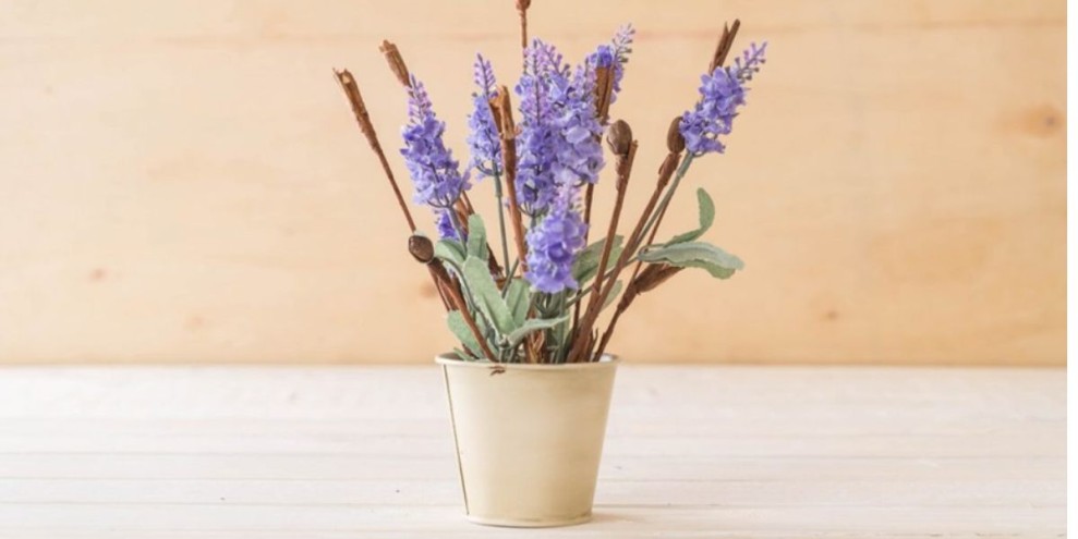 15 Tanaman Hias Depan Rumah yang Mudah Dirawat dan Terlihat Indah