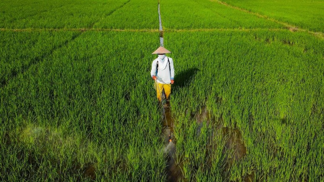 Lahan Pertanian Berkelanjutan Jadi Kunci Keamanan Pangan Indonesia
