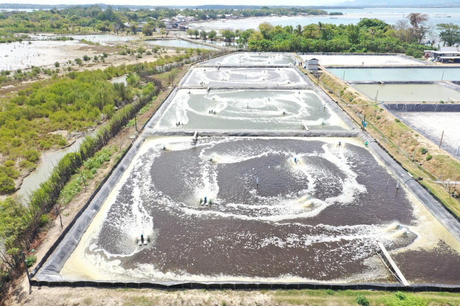 Energi Hijau PLN Bantu UMKM Tambak Udang di Sulbar Hemat Biaya Operasional Hingga 70 Persen