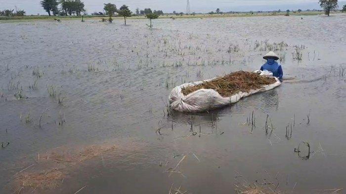Asuransi Jasindo: Solusi Baru bagi Petani untuk Menjaga Ketahanan Pangan Nasional
