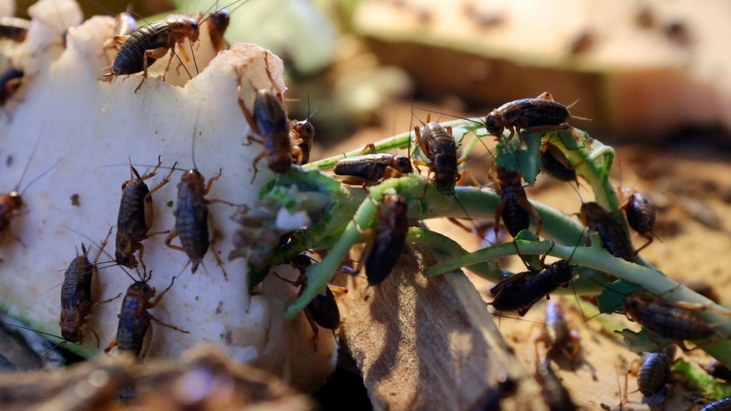 Rahasia Sukses Budidaya Jangkrik di Rumah untuk Usaha Cepat Untung