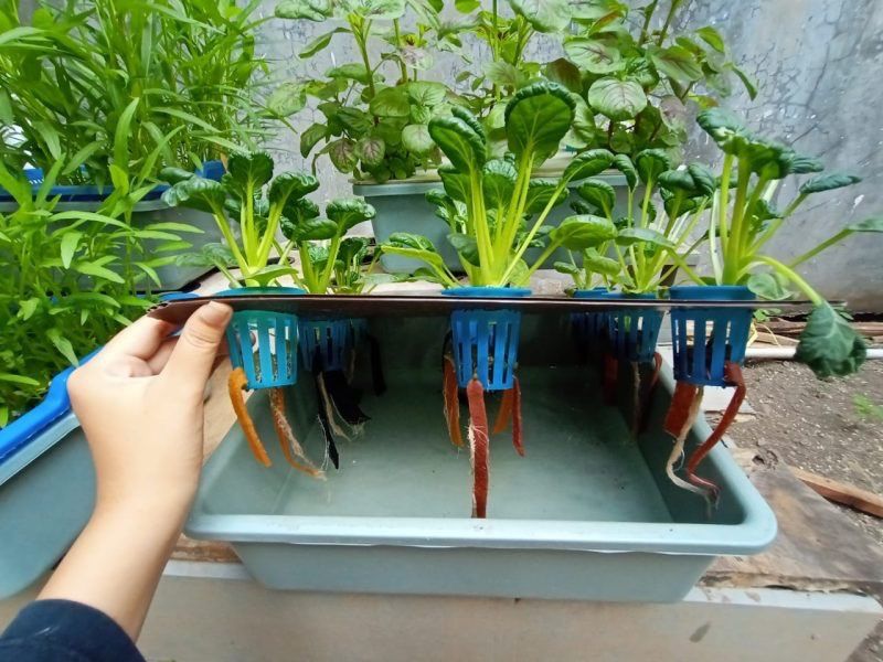 7 Ide Kebun Hidroponik Minimalis di Kamar Kos Tanpa Tanah, Praktis dan Mudah Ditiru