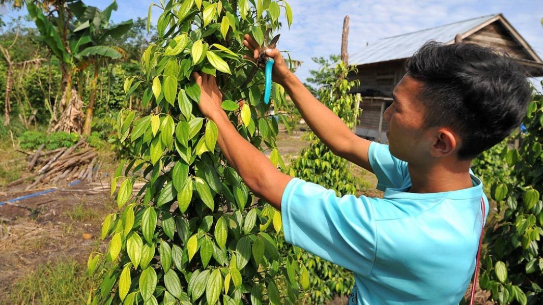 Strategi Babel Kembangkan Hilirisasi Lada Putih Melalui Petani Milenial