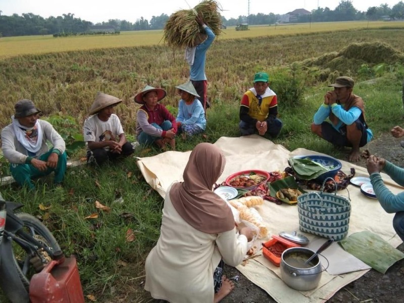 Petani Rayakan Panen dengan Tradisi Makan Bersama