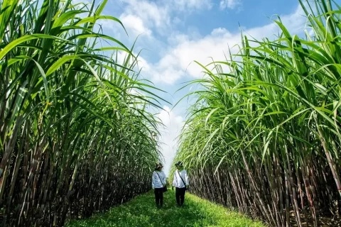 Petani Ungkap Kendala yang Hambat Target Swasembada Gula 2026