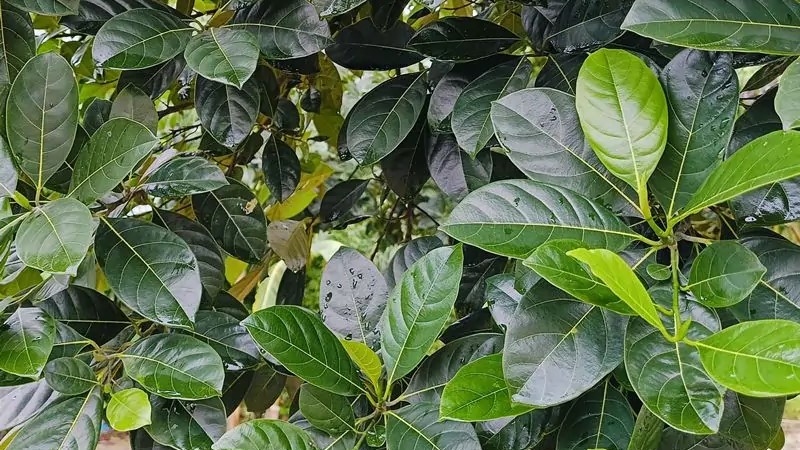 Empat Manfaat Daun Nangka Untuk Kesehatan Tubuh Secara Alami