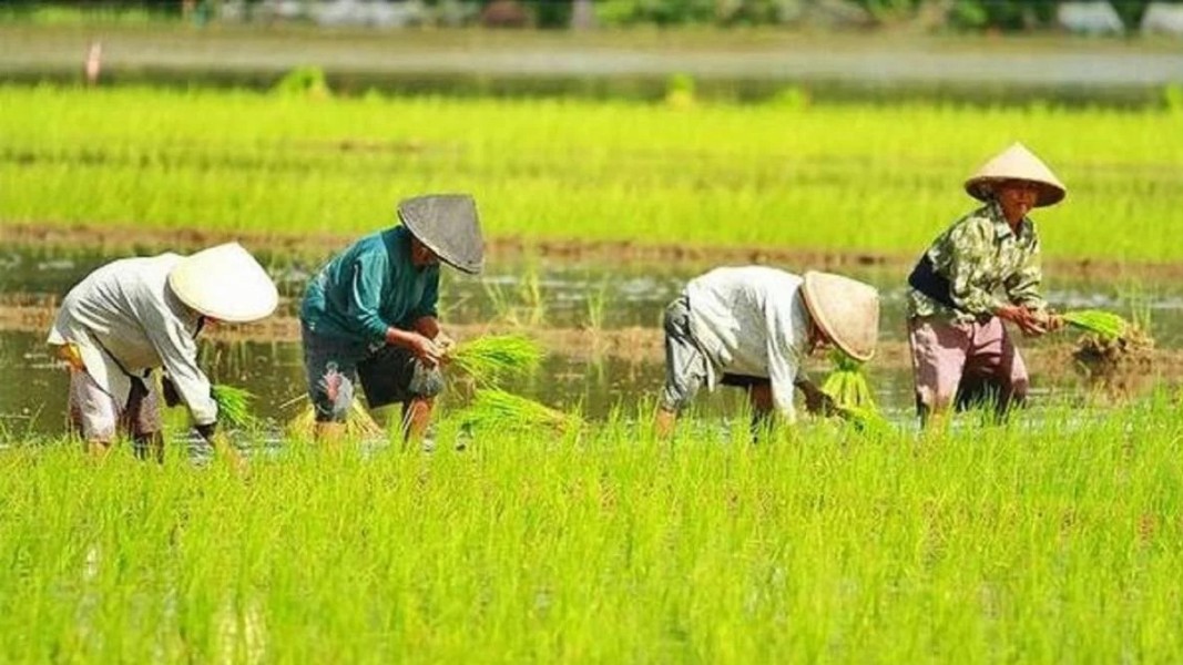 Pertanian Dorong Ekspor dan Hilirisasi untuk Tingkatkan Keuntungan Petani Nasional