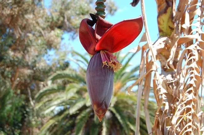 10 Resep Jantung Pisang Lezat Murah dan Praktis