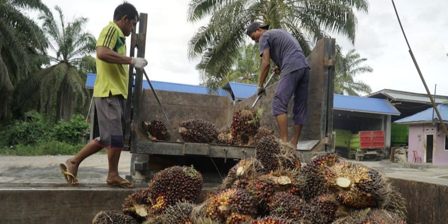 Kenaikan Harga TBS Sawit Riau Tingkatkan Pendapatan Petani Lokal