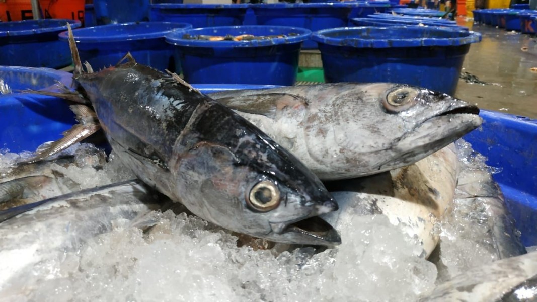 Perikanan Indonesia Sinergi Pos Logistik Tingkatkan Layanan Distribusi Terpadu