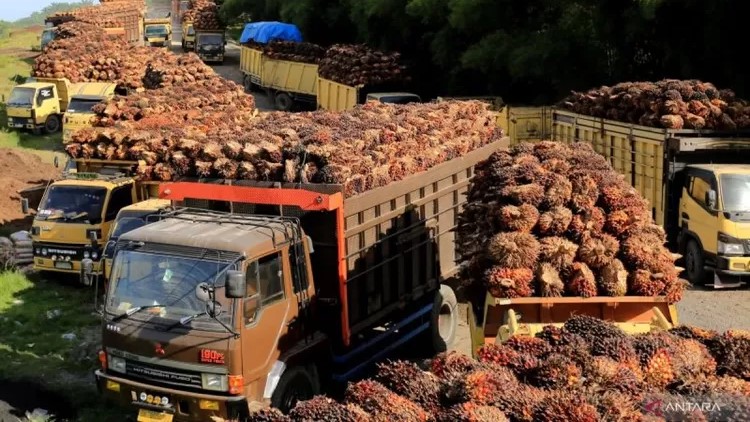 Harga TBS Kelapa Sawit di Riau Turun, Petani Harus Perhatikan Tren Kernel