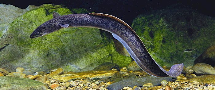 10 Manfaat Konsumsi Ikan Sidat Secara Rutin untuk Daya Tahan Tubuh Kuat