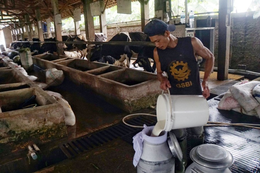BEEF Ekspansi ke Bisnis Susu dan Kerbau, Siapkan Rp319 Miliar