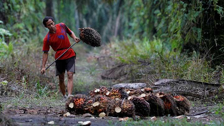 Petani Sawit Butuh Informasi Akurat Terkait Penertiban Lahan Hutan