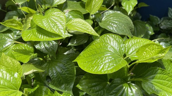 Kemenkes Ingatkan Manfaat Daun Sirih bagi Kesehatan Tubuh