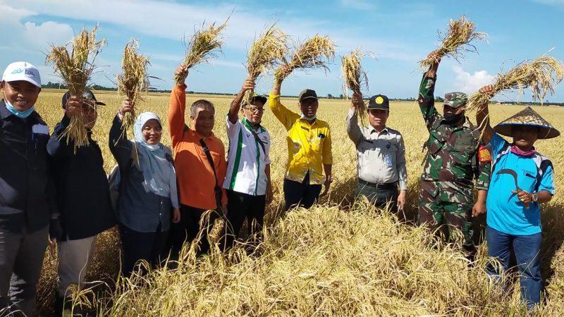 Peran Babinsa Membantu Petani Menuju Panen Berhasil