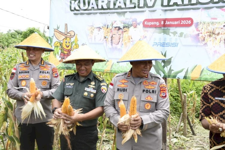 Petani Desa Embundoa Dan Polda NTT Panen Raya 72 Ton Jagung