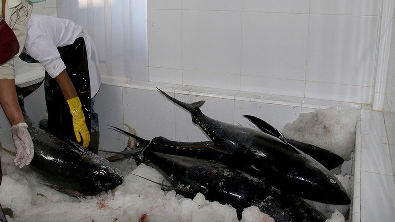 Peluang Ekspor Perikanan Indonesia Terbuka Lebar di Timur Tengah, Uni Eropa, dan Kanada