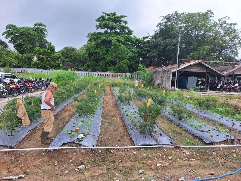 Biak Dorong Petani Milenial Garap Lahan Kosong untuk Tanam Cabai