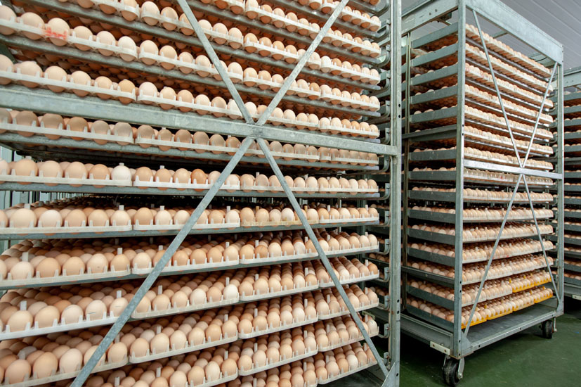 Hatchery Swasta Dorong Mutu Benih dan Ekspor Udang Indonesia