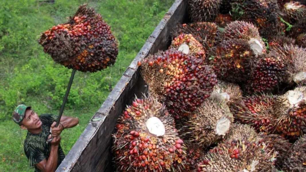 Harga CPO Sawit Berpeluang Menguat Seiring Meningkatnya Minat Pembeli Global