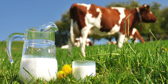 GKSI Dorong Peningkatan Produksi Susu Nasional Kurangi Ketergantungan Impor