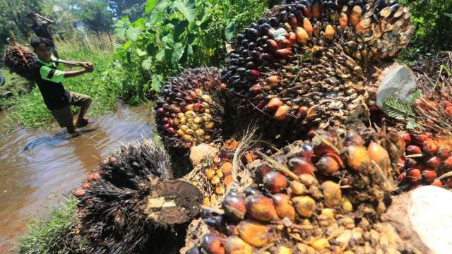 Indonesia Siap Uji Jalan Biodiesel B50, Dorong Ekonomi Petani Sawit Nasional
