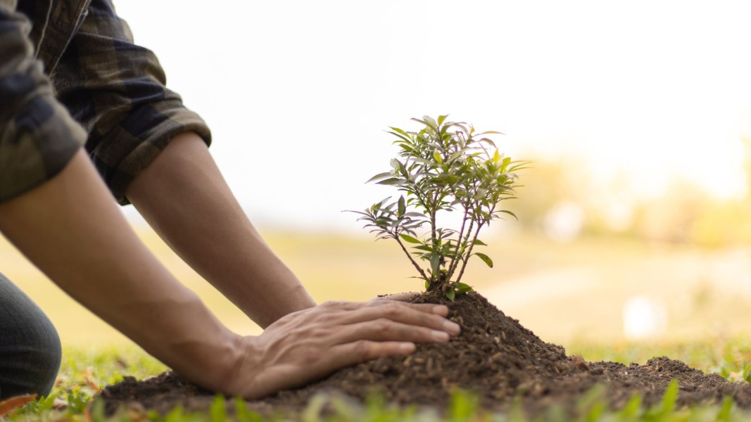 PTPP Perkuat Komitmen Lingkungan Lewat Penanaman Pohon