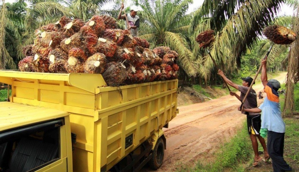 Harga TBS Kelapa Sawit Riau Tidak Berubah Signifikan