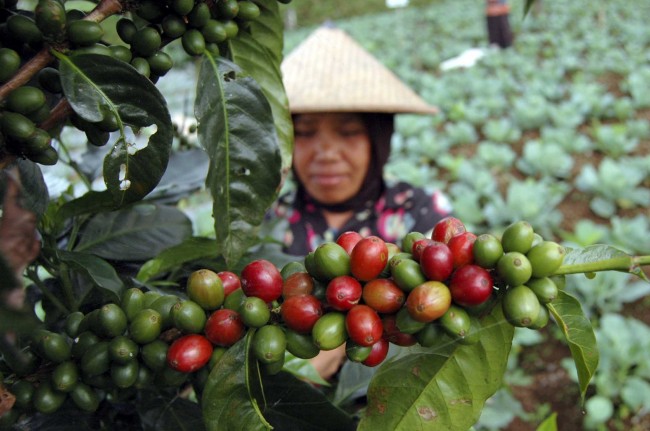 Petani Kopi Jambi Tingkatkan Agroforestri dan Intensifikasi untuk Hadapi Perubahan Iklim