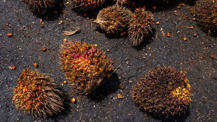 Resmi Berlaku 1 Maret 2026, Tarif Baru Pungutan Ekspor CPO dan Produk Turunan Sawit Naik Hingga 12,5%