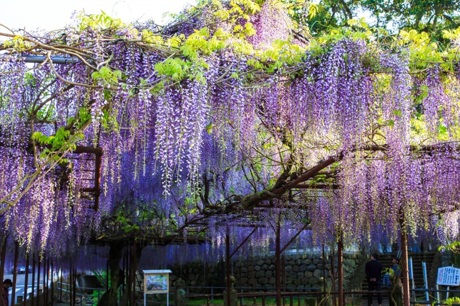 Wisata Jepang: Destinasi Nyata yang Hadir di Anime Demon Slayer