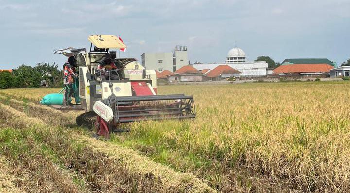 Bulog Kediri Jamin Penyerapan Gabah Petani 2026, HPP Tetap Rp6.500 per Kg