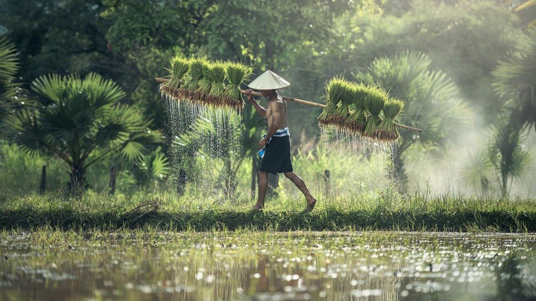 Petani Muda Jadi Kunci Masa Depan Pertanian Modern di Indonesia