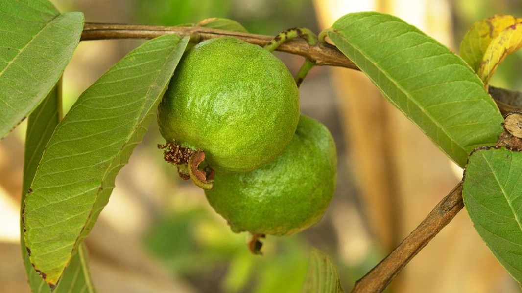 Manfaat Daun Jambu Biji bagi Kesehatan dan Kandungannya