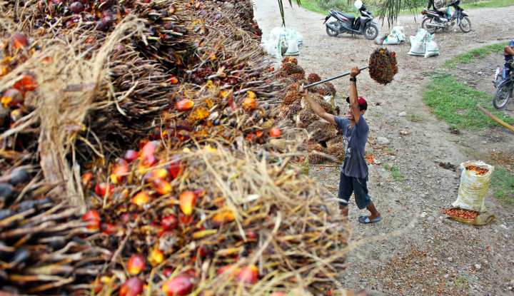 Petani Sawit Hadapi Tarif AS