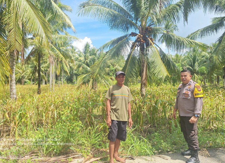 Aksi Humanis Bhabinkamtibmas Desa Pilobuhuta Menyambangi Petani Jagung Demi Jaga Keamanan