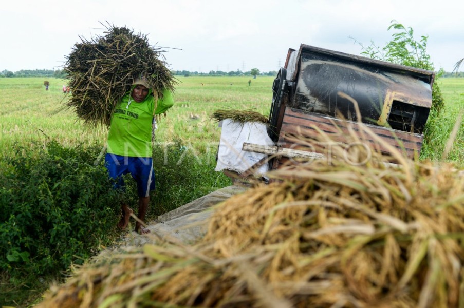 Bulog Bulukumba Serap 33 Ribu Ton Gabah Petani pada Musim Panen 2025, Lampaui Capaian Tahun Sebelumnya