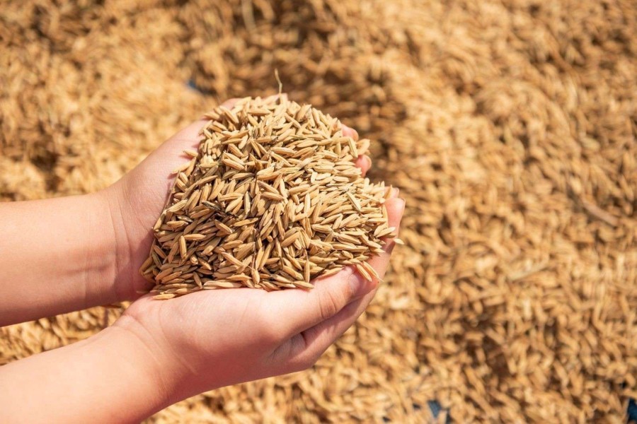 Harga Gabah Melonjak, Petani Aceh Besar Senang