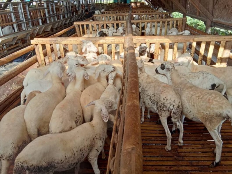 6 Kesalahan Peternak Pemula yang Sering Terulang, Ini Cara Memperbaikinya