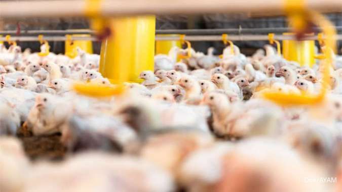 Janu Putra Sejahtera Siapkan Strategi Tingkatkan Pasokan Indukan Ayam Nasional