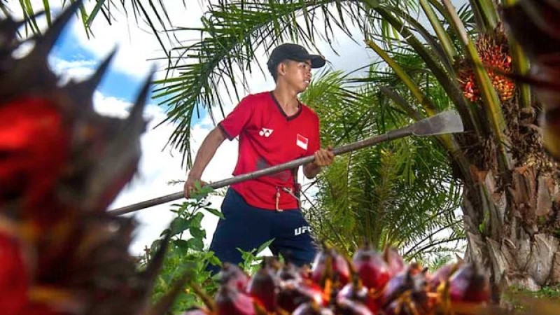 Kenaikan Harga TBS Sawit Riau Beri Angin Segar Petani Lokal 2025