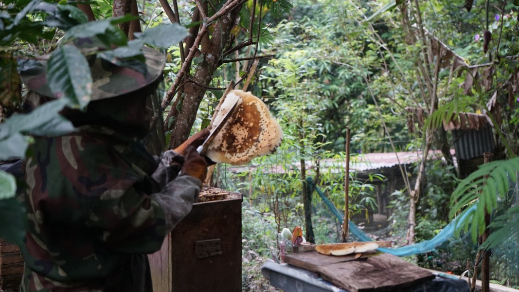 Petani Bener Meriah Naikkan Pendapatan hingga 24 Persen Lewat Inovasi Inkolema, Integrasi Kopi dan Lebah Madu