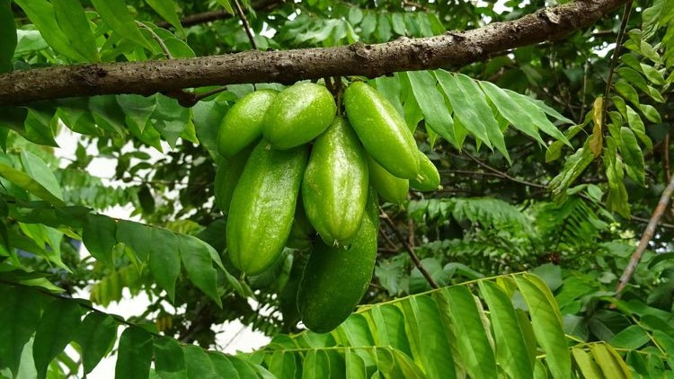 Khasiat Daun Belimbing Wuluh Ampuh Menyehatkan Tubuh Secara Alami