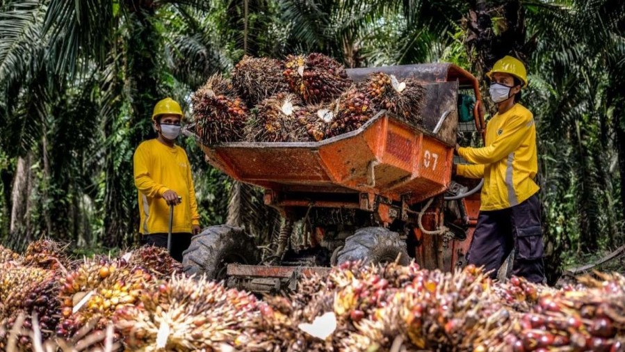 Harga CPO Sawit Bangkit Kembali, Peluang Rebound Pasar Masih Terbuka Luas