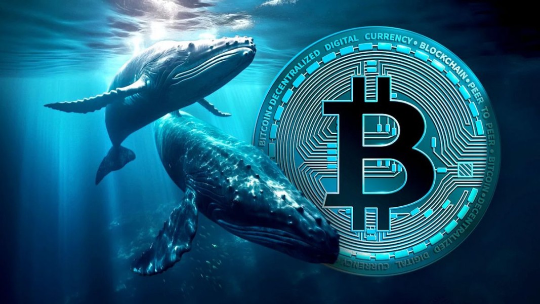 Crypto Whale Bersiap Raih Keuntungan September 2025