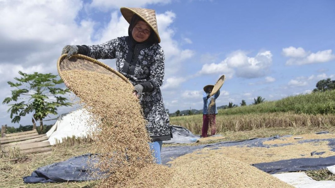 Kenaikan Harga Gabah Bikin Petani Lombok Timur Optimis
