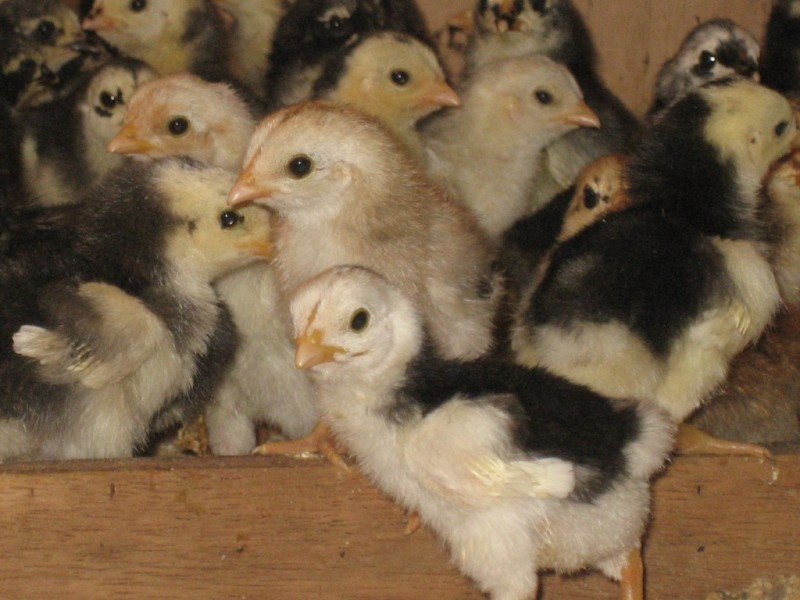 UMKM Bibit Ayam Lokal, Pondasi Peternakan Nasional