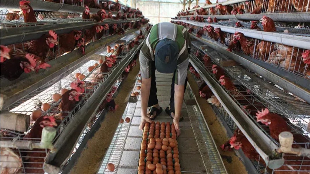 Investasi Besar Peternakan Ayam Terintegrasi Dimulai 6 Februari 2026